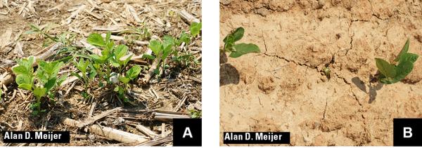 No-till (A) and moldboard plow (B) treatments showing the dramat